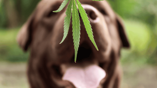 Das Endocannabinoid System von Hunden