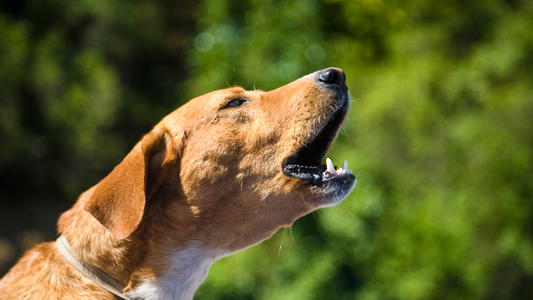 Wie kann ich meinem Hund Bellen abgewöhnen?