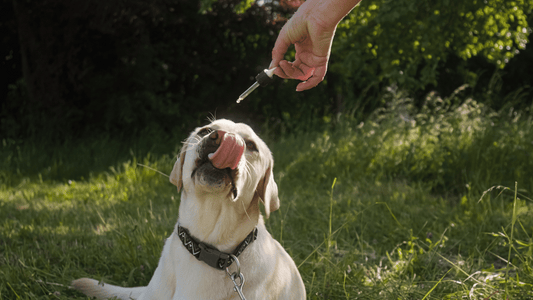 Ein weißer Labrador leckt sich die Lippen, während ihm draußen im Grünen CBD-Öl mit einer Pipette verabreicht wird. Die Szene zeigt eine entspannte, natürliche Umgebung.