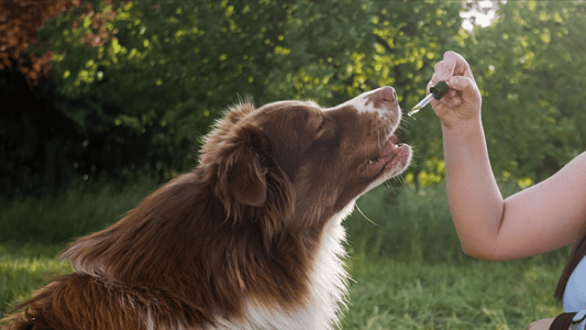 Ein Hund, der Cbd-Öl aus einer sicheren Pipette einnimmt, die ihm von seinem Besitzer gegeben wurde